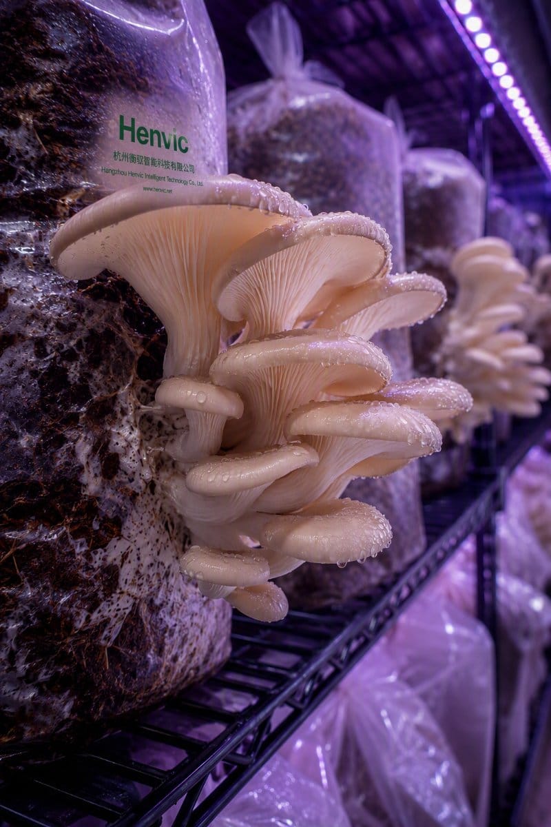 Multi-tier vertical cultivation system inside the container
